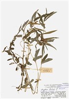 藏品(華鳳仙)的圖片